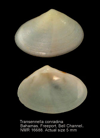Transennella conradina.jpg - Transennella conradina(Dall,1884)